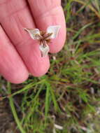 Image of Moraea unguiculata Ker Gawl.