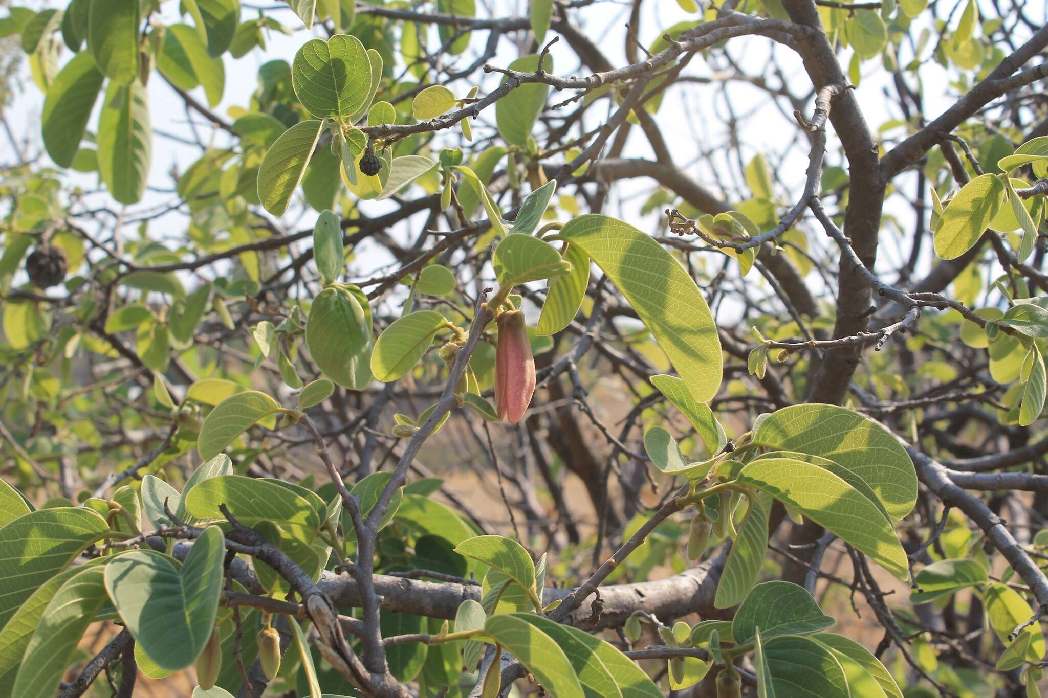 Annona longiflora S. Watson resmi