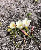 Image of Geissorhiza hispidula (R. C. Foster) Goldblatt