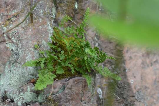 Imagem de Woodsia alpina (Bolton) Gray