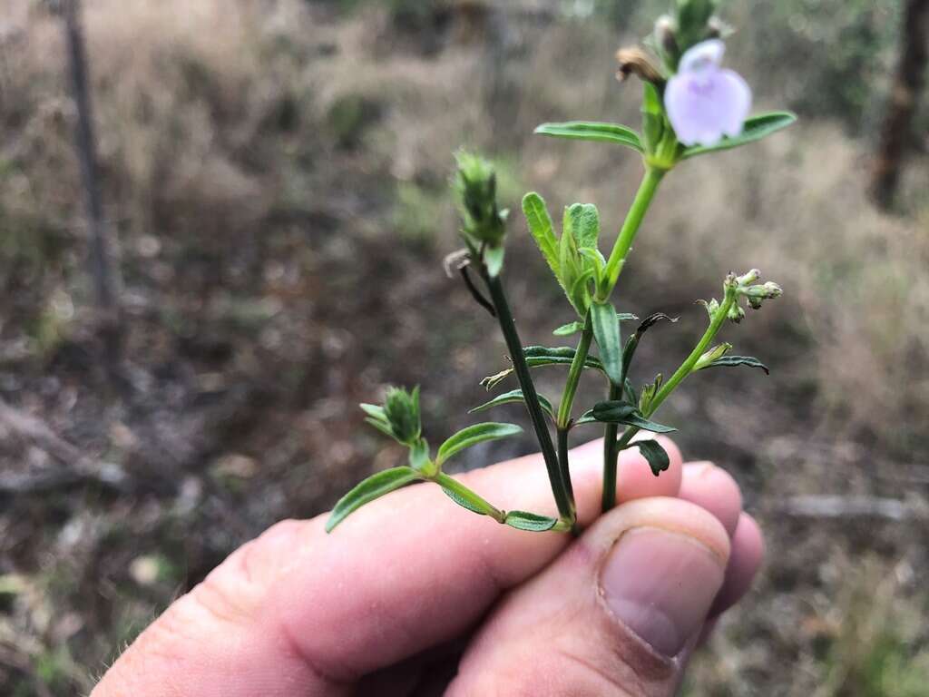 Image of Justicia adscendens subsp. adscendens