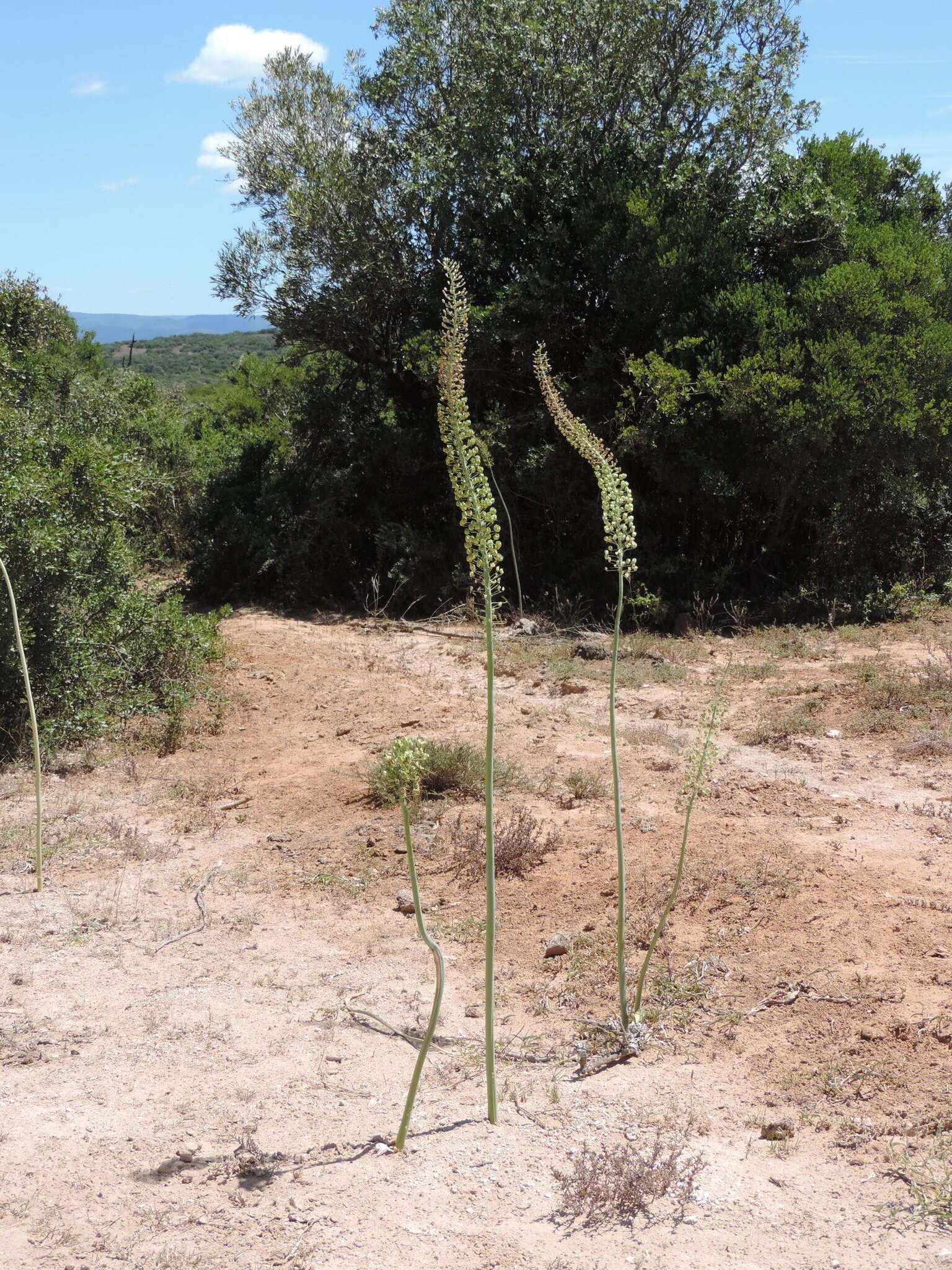 Image of Tall white squill