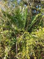 Image of Natal Cycad