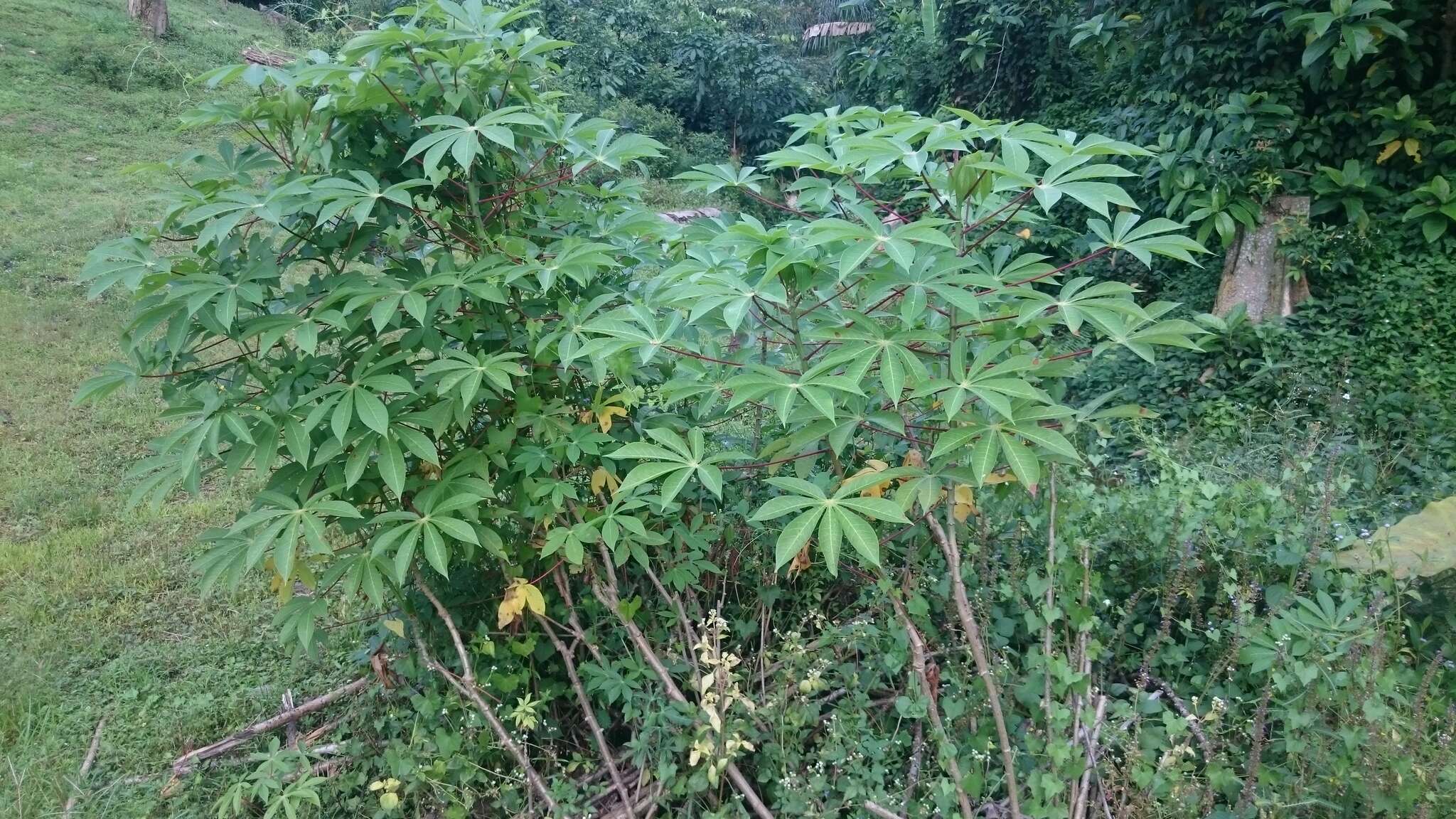 Image of cassava