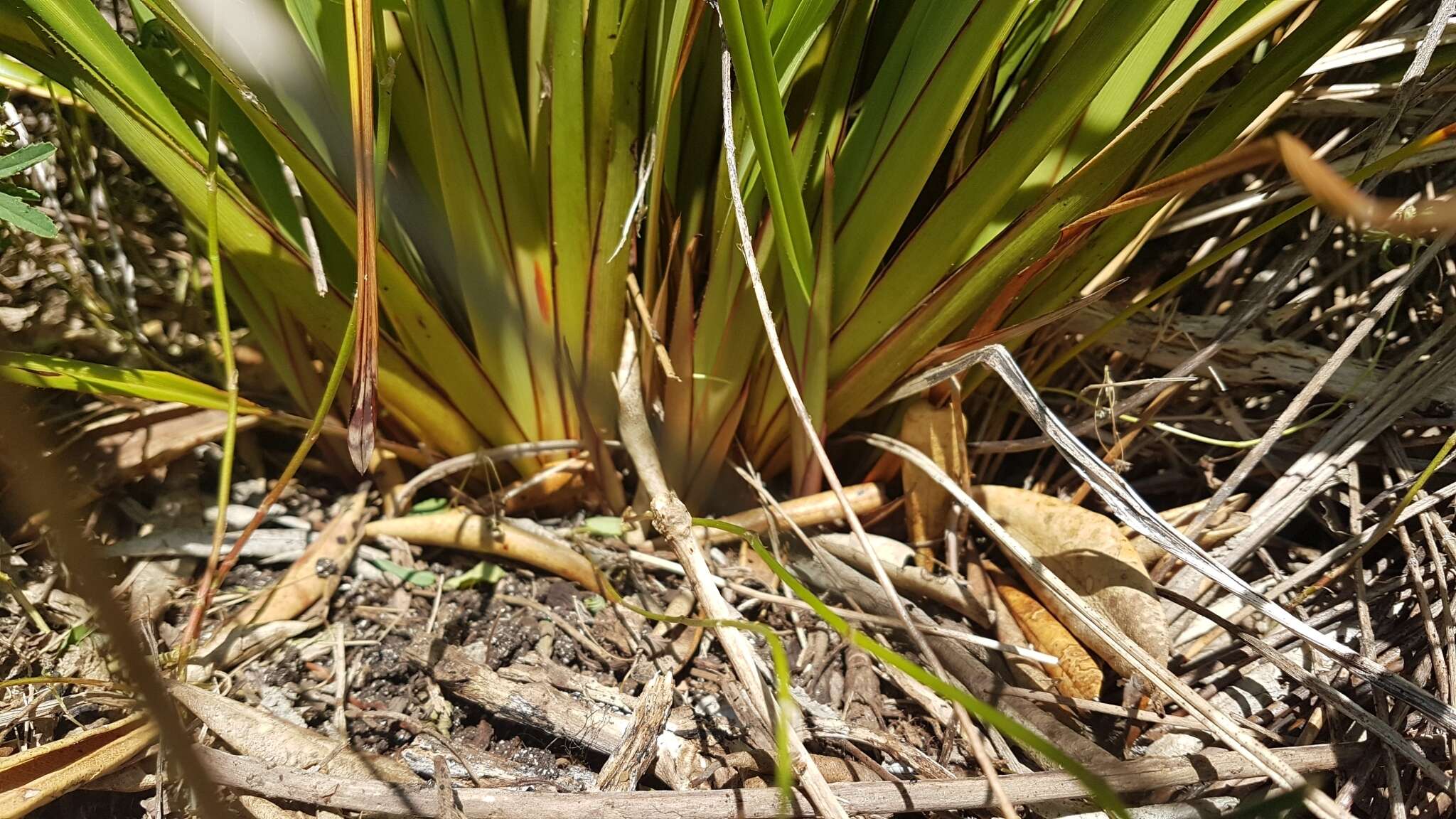 Image of Dianella latissima Heenan & de Lange