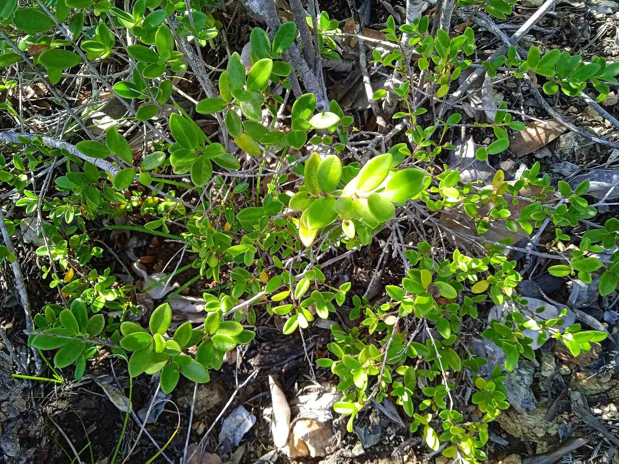 صورة Cyclophyllum tieaense Mouly