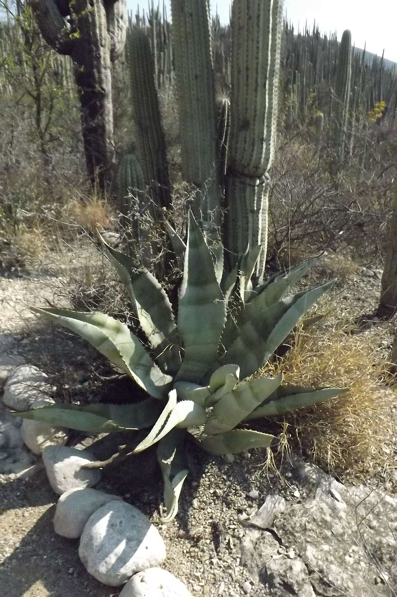 Image of Agave marmorata Roezl