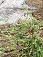 Image of western panicgrass