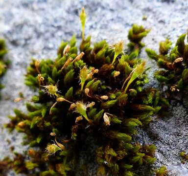 Ulota hutchinsiae Hammar 1852的圖片