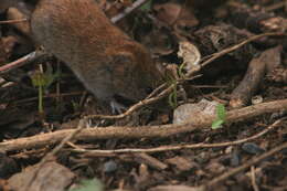 Image of Bank Vole