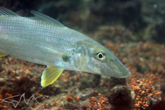 Image of Sand whiting