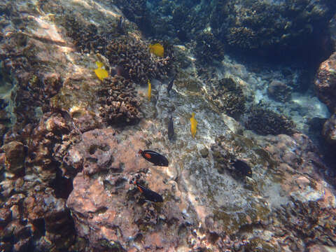 Image of Achilles Tang