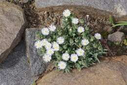 Image of Delosperma pottsii (L. Bol.) L. Bol.