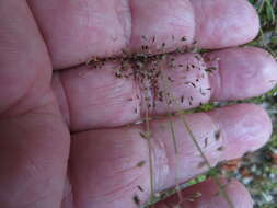 Image of silver hairgrass