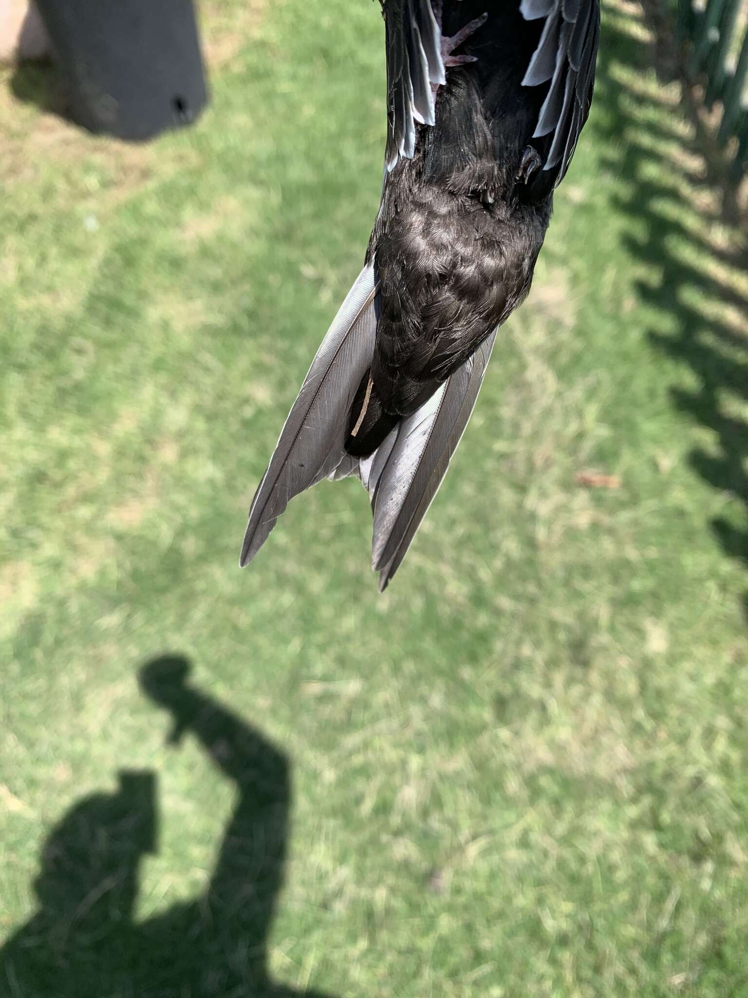 Image of African White-rumped Swift