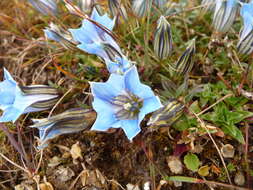 Imagem de Gentiana ornata (Wall. ex G. Don) Griseb.