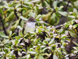 Image of Dusky-capped Flycatcher