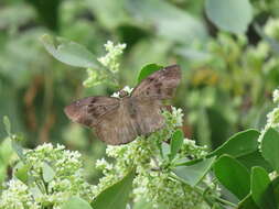 Tagiades flesus Fabricius 1781 resmi