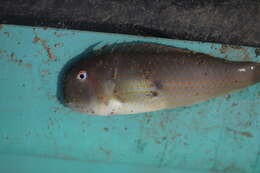 Image of Two-spot Razorfish