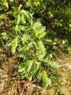 Image of Sophora denudata Bory