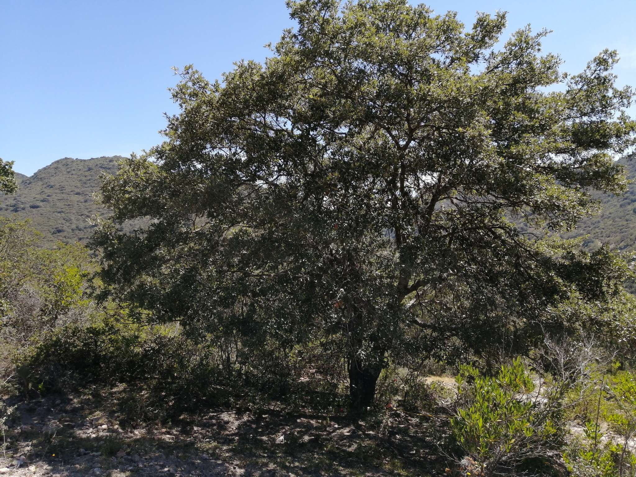 Image of Quercus mexicana Bonpl.