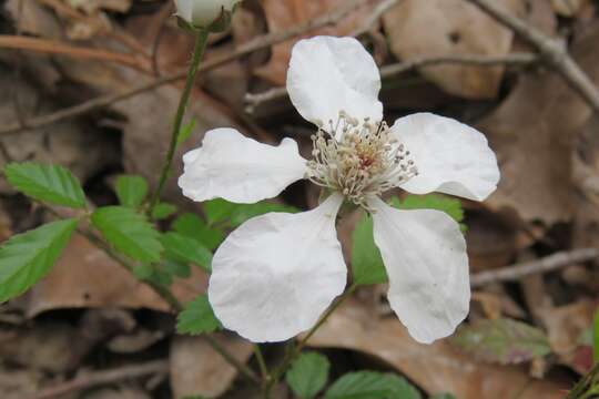 Imagem de Rubus trivialis Michx.