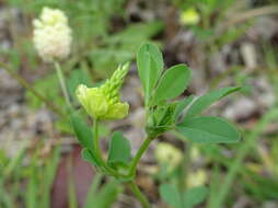 Image of field clover