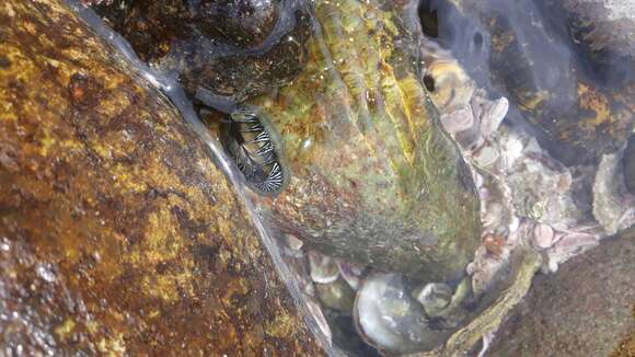 Image of Chiton albolineatus Broderip & G. B. Sowerby I 1829