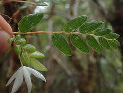 Image of Luzuriaga polyphylla (Hook. fil.) J. F. Macbr.