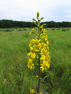 Image of Ligularia jaluensis Kom.