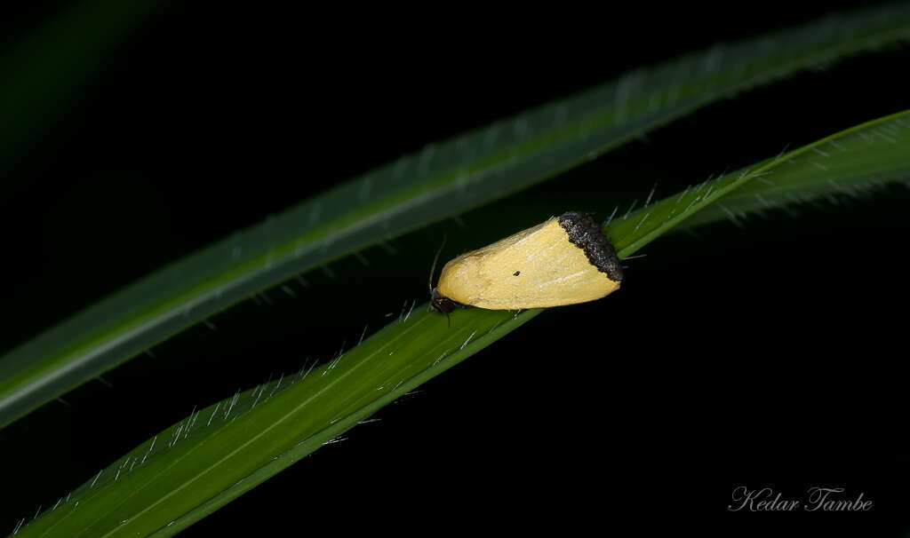 Image of Eustrotia marginata Moore 1881