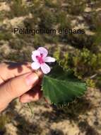 Image of Pelargonium elegans (Andr.) Willd.