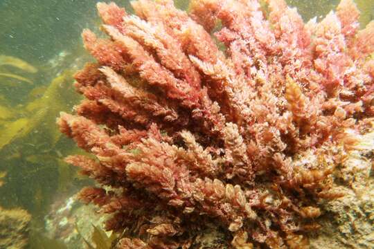 Image of Red asparagus algae