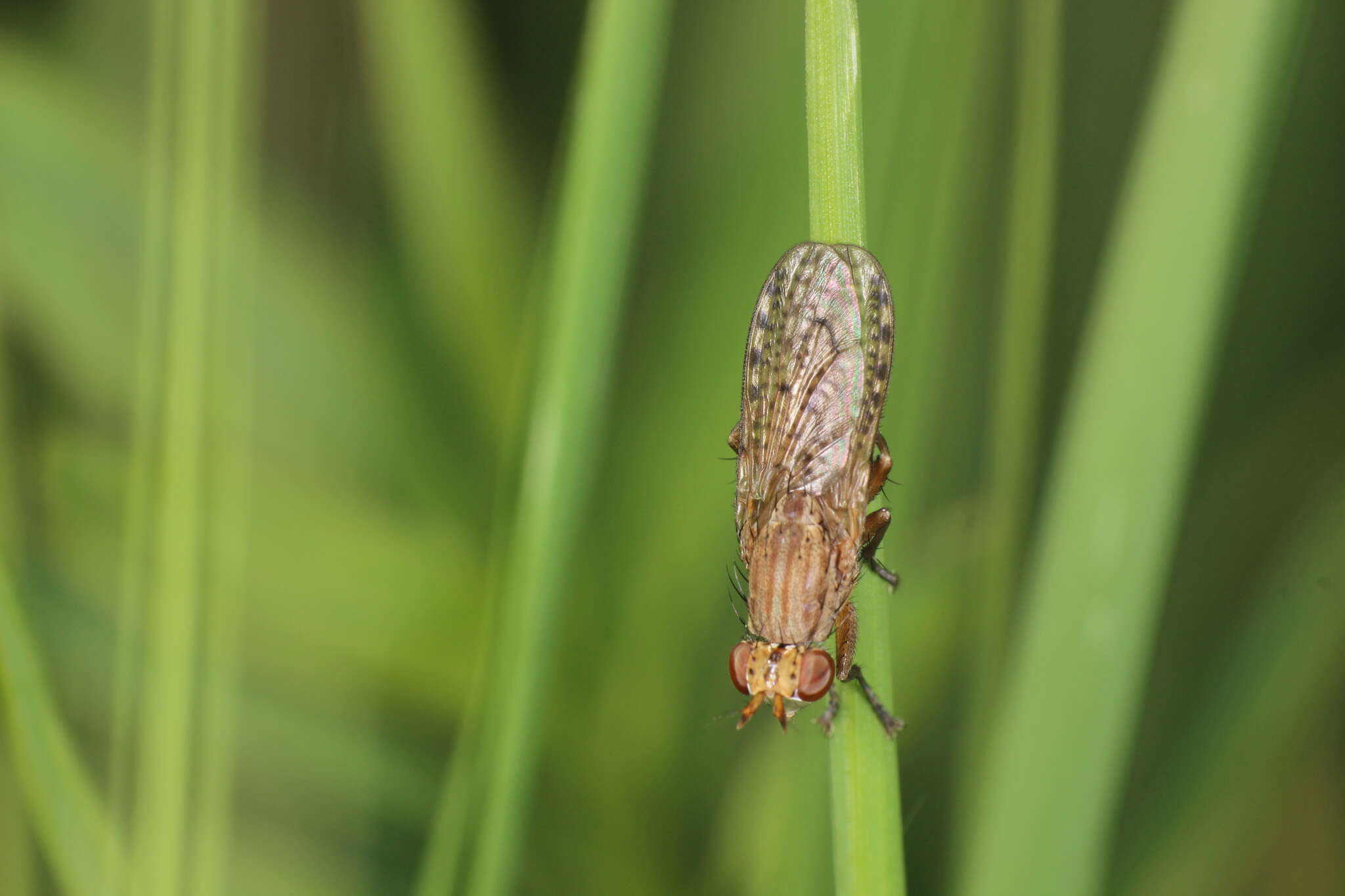 Image of Pherbina mediterranea Mayer 1953