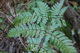 Sivun Dryopteris hendersonii (Bedd.) C. Chr. kuva