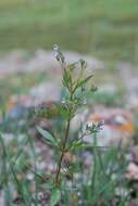 Image of Amethystea caerulea L.