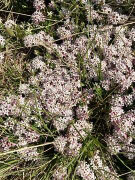 صورة Pimelea alpina F. Müll. ex Meissn.