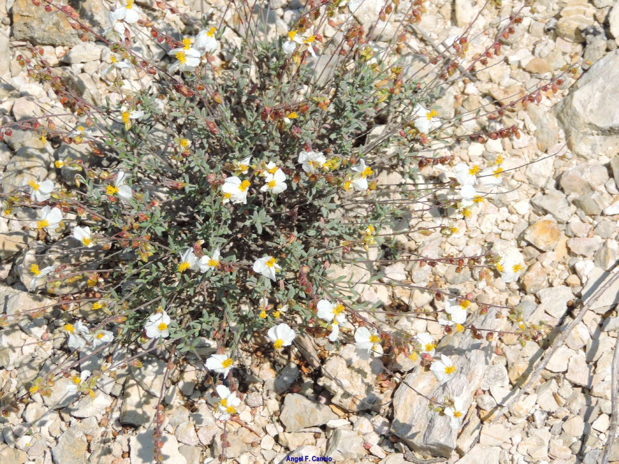 Image of Helianthemum violaceum (Cav.) Pers.