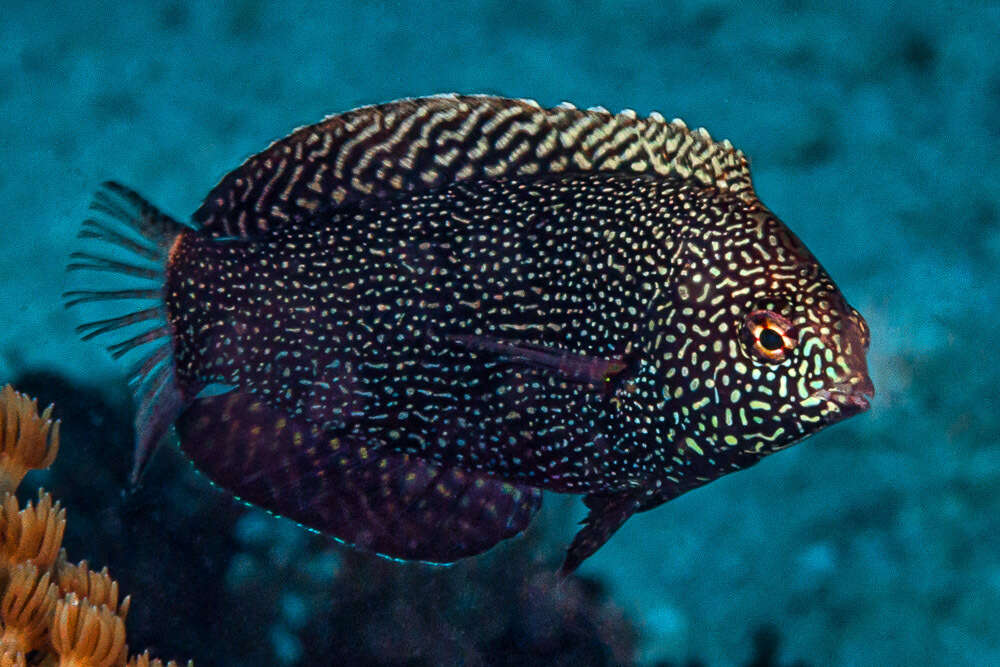 Image of Black leopard wrasse