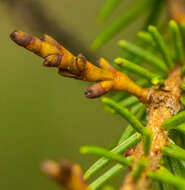 Image of eastern dwarf mistletoe