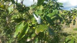 Image of Tabebuia calcicola Britton