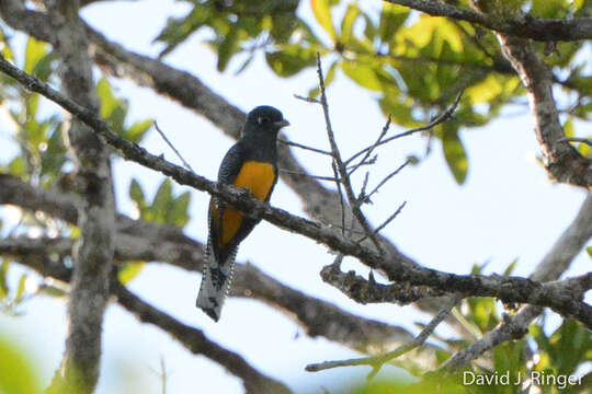 Plancia ëd Trogon ramonianus Deville & Des Murs 1849