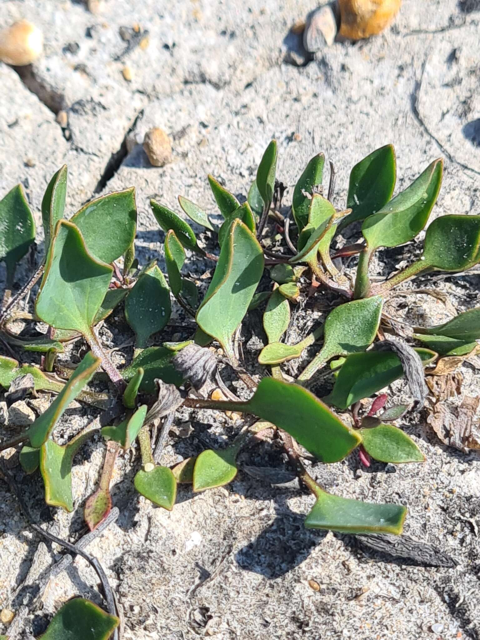 Image of Lepidium cartilagineum (J. Mayer) Thell.