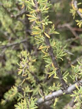 Image of Thesium triflorum Thunb. ex L. fil.