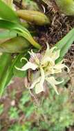 Image of Prosthechea fragrans (Sw.) W. E. Higgins