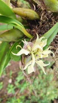 Image of Prosthechea fragrans (Sw.) W. E. Higgins