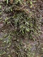 Image of Cliff Scalewort