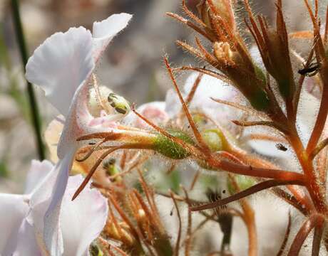 Image of <i>Stylidium stenosepalum</i>