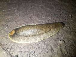 Image of Shelled slug