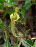 Image of Nepenthes hookeriana Lindl.